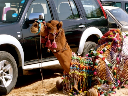 Camel next to Car!