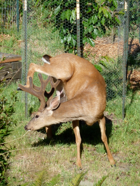 Scratch that Itch! Velvety antlers on a buck at Little Renaissance, Ocean Shores.