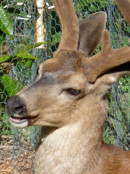 Close up shot of his cute face and velvety horns (cute, even if he dreams of eating all of our apples).