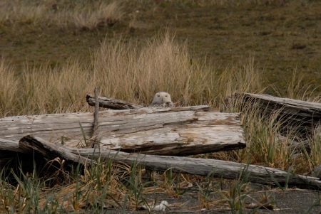 Peeking behind Driftwood: Snowy Owl