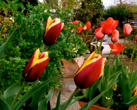 Simone's tulips!