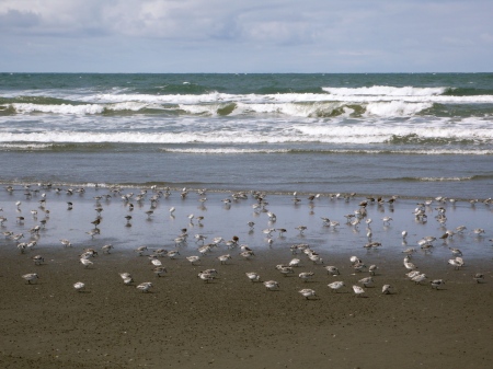 Shorebirds and Pacific Ocean