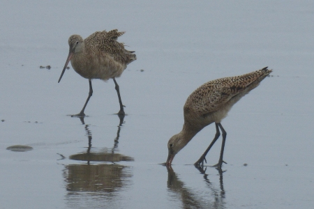 Rick's sharp photo of two godwits.  (You've got to love the names for birds!)